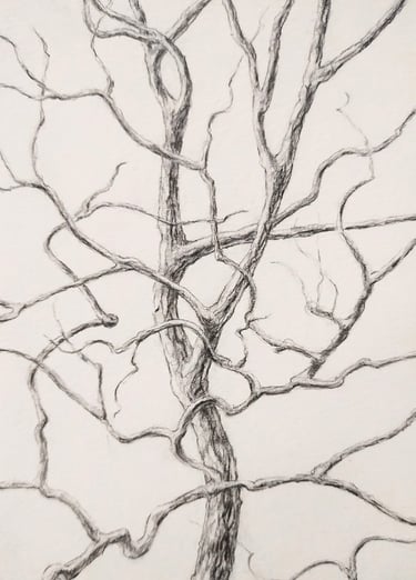This is a small graphite drawing depicting a slender tree in winter.