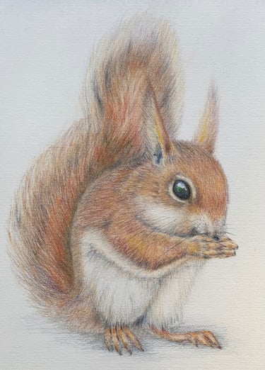 Red Squirrel