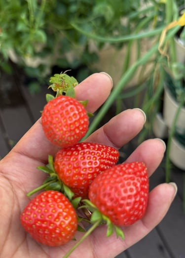 Sweet Success – Juicy strawberries grown at home
