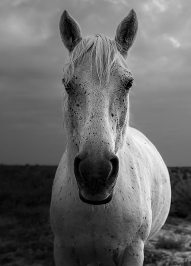 ethereal horse movement fine art photography Laura Mommicchi