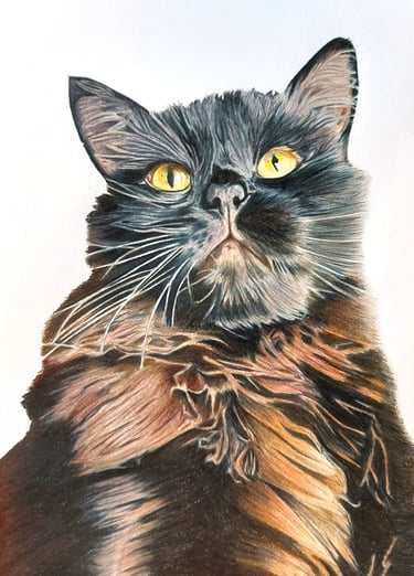 Realistic hand drawn pet portrait of a black Siberian cat