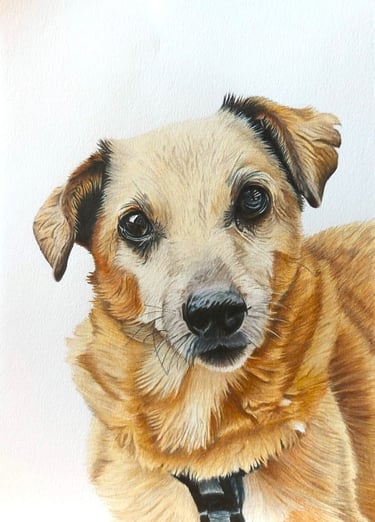 Realistic hand drawn pet portrait of a small cream dog