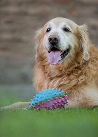 a dog is laying on the grass with a toy in front of him