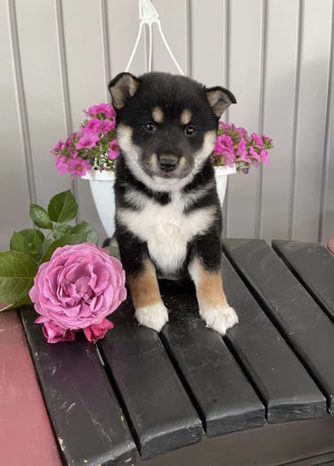 Puppies for Sale