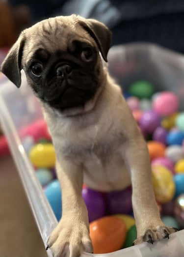 Puppies for Sale