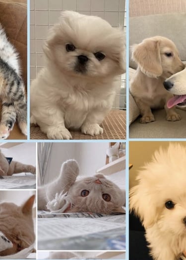gati, maltes, golden retriever , gati, maltese