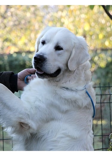 Look at me handsome Stud dog in Sleepysong Kennel. Name Sleepysong Wrangler called Dollar'