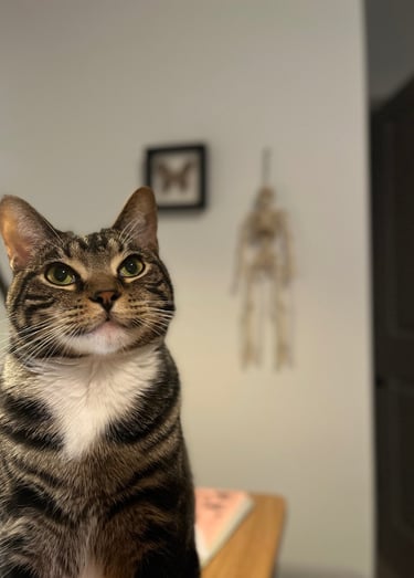 A brown tabby cat with green eyes and white chest fur looks up thoughtfully in a home setting.