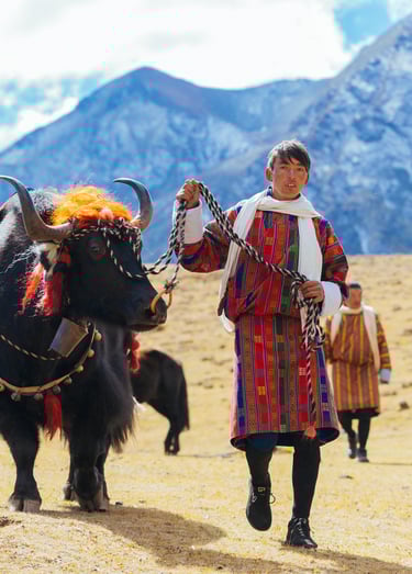 Layap_The_People_of_Laya_Pulling_off_His_Packed_Animal_Yak_during_laya-royal-highland-festival.jpg