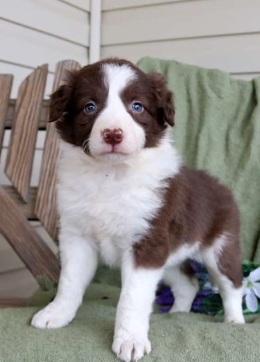 Puppies for Sale