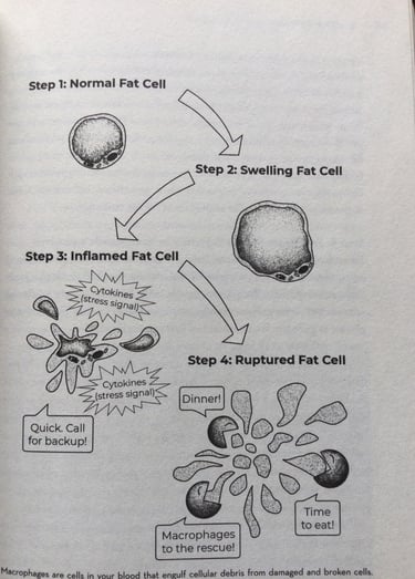 An fat cell gets swelling, inflamed and breaks.