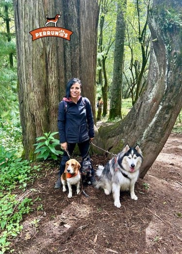 Una mujer paseando con un beagle y un husky entre grandes árboles en un frondoso bosque verde