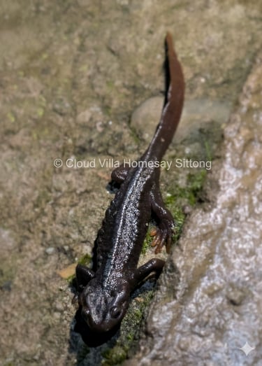 Salamander at Cloud Villa Homestay Sittong