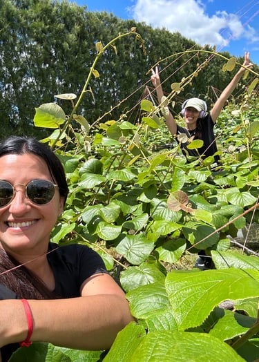 Temporadas de frutas en Nueva Zelanda: thinning de kiwis