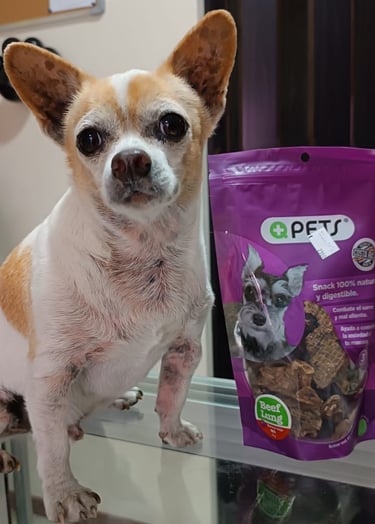 Este perrito disfruta de un rico snack +QPets
