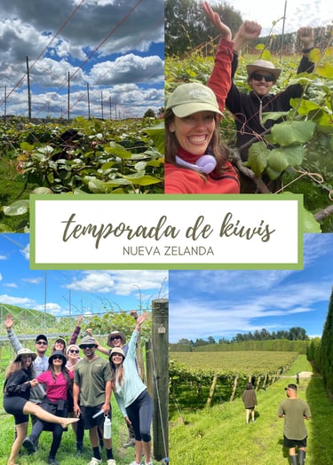 Trabajar en la temporada de kiwis en Nueva Zelanda