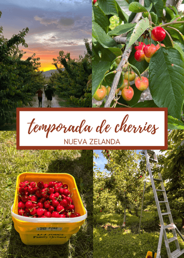 Trabajar en la temporada de cherries en Nueva Zelanda