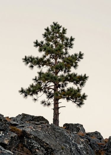 A minimalist photograph of a lone pine tree standing on a rocky outcrop in the North American / US Pacific Northwest. The sky is a flat, warm off-white. The composition is off-center and modern. Colors include charcoal rocks and sage green needles.