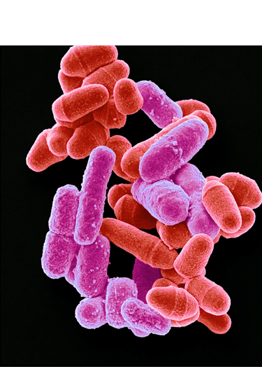 Illustration de bactéries intestinale