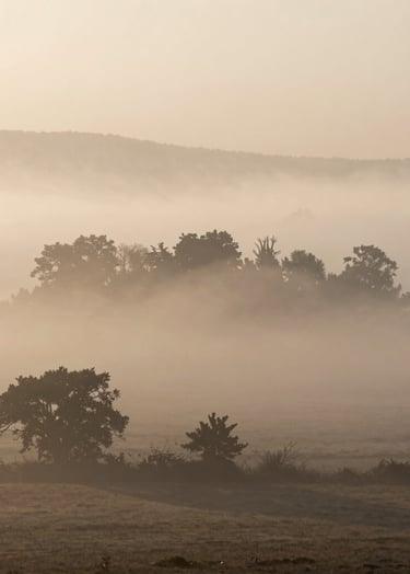 A cinematic wide shot of a misty landscape at dusk, featuring soft off-white fog and deep taupe silhouettes of distant trees.