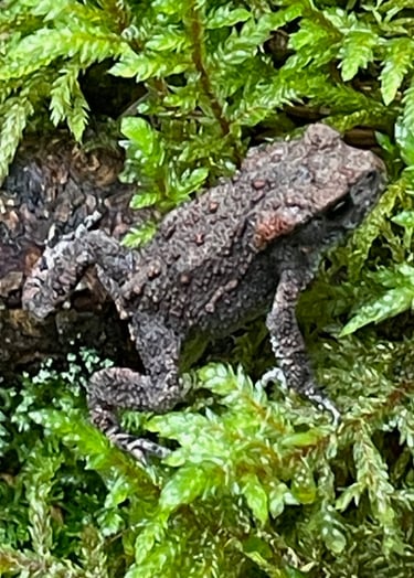 A frog next to lake Vanern, a huge fresh water lake not far from the Norwegian border