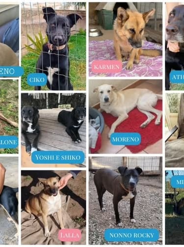 a collage of dogs and cats in a collage of dogs