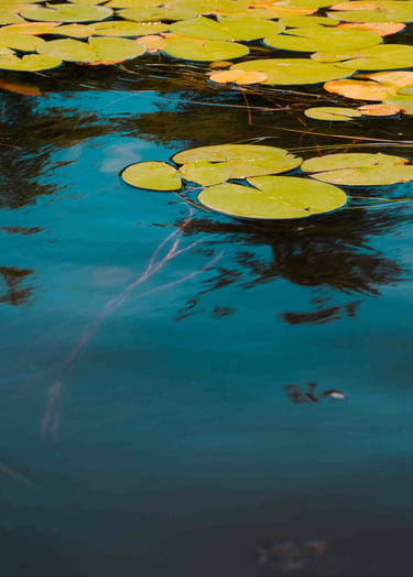 Green lily pads on turquoise water. Feels peaceful, and you can see roots growing below.