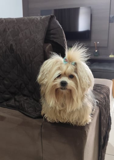 como tirar odor de urina de pet