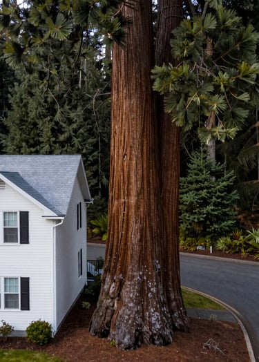 A side-view drone shot from a professional perspective showing the immense scale of a sequoia trunk adjacent to a residential home in the US Pacific Northwest. The frosted white siding of the house is dwarfed by the dark slate bark of the ancient tree.