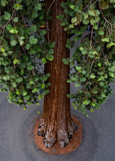 A vertical aerial shot looking straight down the trunk of a giant sequoia toward its base in a backyard in Eugene, Oregon. The dark slate gray street provides a textured background to the vibrant green branches.