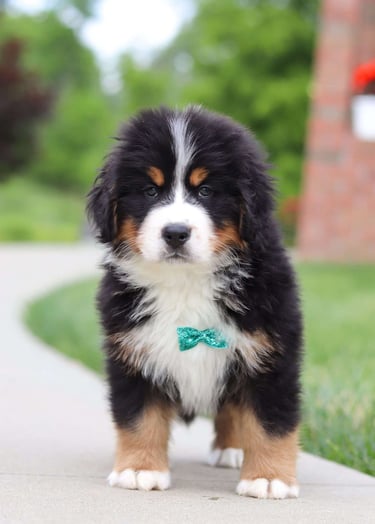 Puppies for Sale 