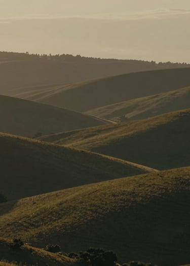 A cinematic landscape shot at dusk featuring a rolling hillside. The lighting is low and warm, casting long shadows with a palette of #6F604F and #C4B29A. The style is nostalgic and soft-focused, capturing a sense of quiet presence and timeless elegance.