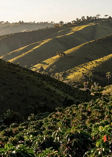 Wide-angle shot of rolling hills in a South American coffee plantation. The morning light is soft and warm, casting long shadows across the lush forest green shrubs. Sophisticated and natural landscape.