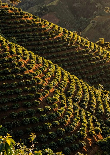A high-angle landscape of geometric rows of coffee shrubs on a steep South American hillside, golden hour lighting creating long shadows, rich forest green and deep soil brown colors.