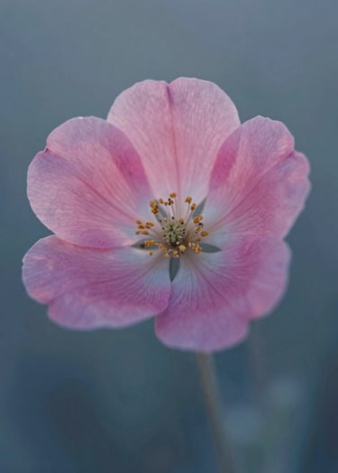 A macro photography shot of a delicate wildflower in a North American / US meadow. Soft morning light, highlighting textures. Muted rose petals against a soft blue-grey background.