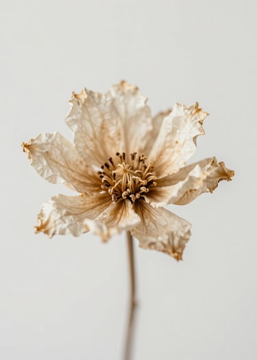 A high-key, minimalist photograph of a dried flower against a neutral background, soft lighting highlighting subtle beauty and texture in #F5F2EF tones.
