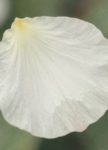 A serene watercolor detail of a blooming flower petal, using soft washes of #F5F2EF and accents of #362C27. The lighting is soft and diffused, highlighting the delicate beauty and professional brushwork of the piece.