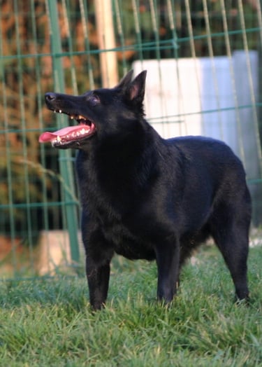 a dog is standing in the grass with a frisbee in its mouth