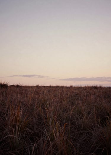 A serene landscape of a North American / US coastal meadow at twilight, capturing a feeling of peace. The sky is a soft off-white color with hints of muted mauve, and the ground is covered in deep-toned grasses. The atmosphere is quiet and soulful.