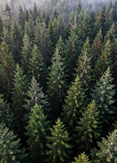 An aerial wide-angle shot of a dense North American pine forest in the Pacific Northwest, shrouded in light morning mist, featuring varying shades of dark green foliage.
