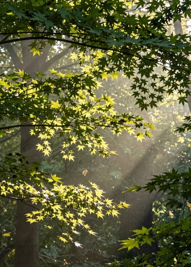 A professional landscape photograph of sunlight streaming through a lush canopy of maple leaves in a North American forest. The lighting is soft and golden, highlighting shades of forest green and pale mist against the wood.
