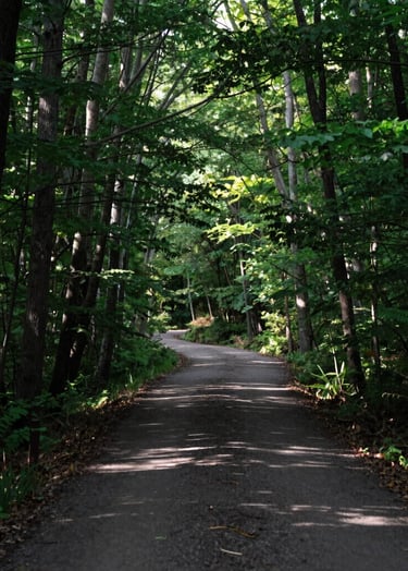 Crisp photography of a winding forest path in the North American / US, surrounded by tall deciduous trees, dappled light creates a calm and inviting scene, rich forest green and charcoal shadows.
