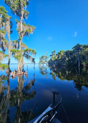 Picture showing trees out in water, Lake George, Florida