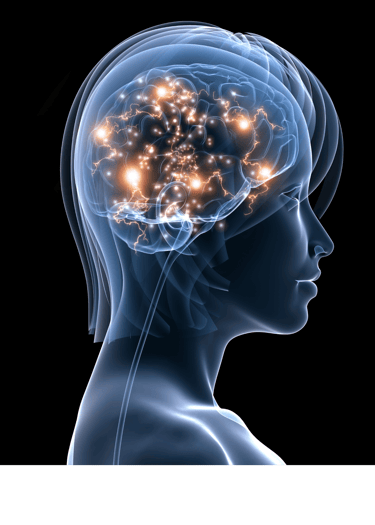 Illustration de la communication entre le cerveau et les hormones