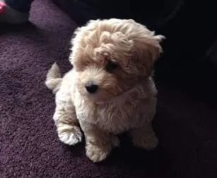 teacup maltipoo sitting on the carpet