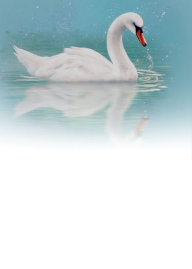 A swan from the Animal Spirit Oracle Deck representing Meet the Animals