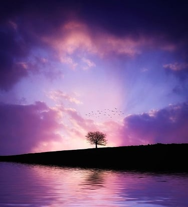 Peaceful stress-free tree with easy aesthetic sky