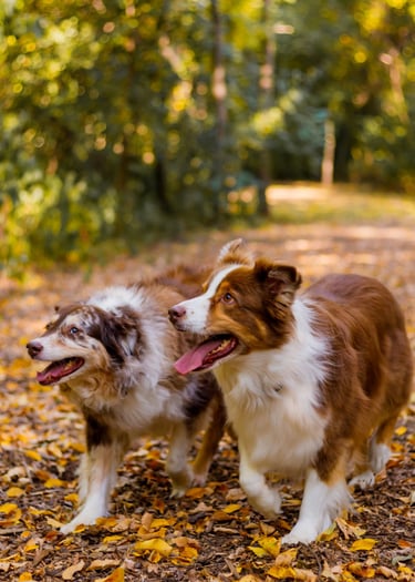 Aussie, Australian Shepard, Ricky and Lucy  