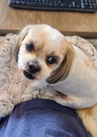 Cute white dog enjoying closer connection in the Furr Lap, Pet Lap Bed