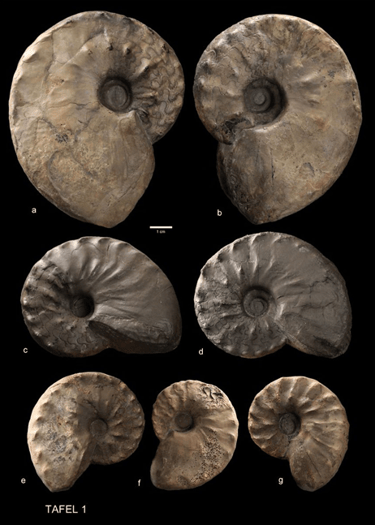 Examples of size classes of adult individuals in the Geilsdorf flexuosus population.